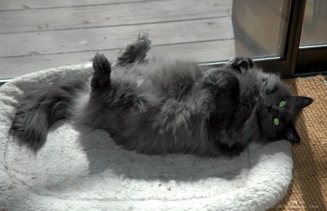 Sunny Side Up.jpg Sunny Side Up